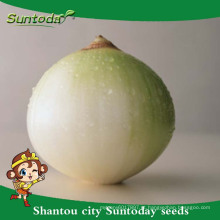 Suntoday vegetais F1 jardim Orgânico compra on-line sementes de cebola roxa vermelha longa prateleira fornecedor (81003)